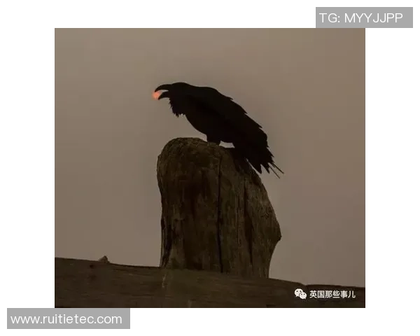 足球明星背影照片展现独特魅力与霸气气场的完美瞬间 足球明星背影照片展现独特魅力与霸气气场的完美瞬间